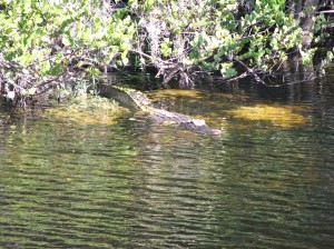 Everglades_US41-6016